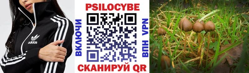 Галлюциногенные грибы Psilocybe Балаково